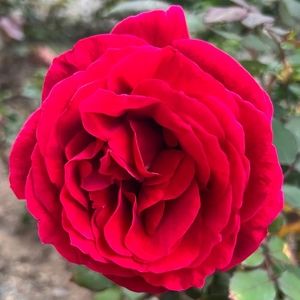 Meet your Posher, Carrie